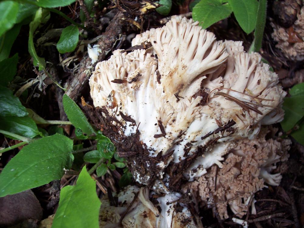 Finalmente funghi in valle (aosta)